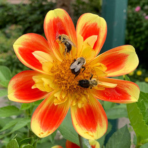 Meet your Posher, Sidney